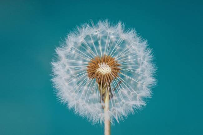 Dandelion Bess Hamiti