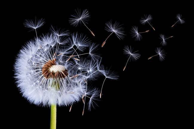 Dandelion Blowing Bess Hamiti