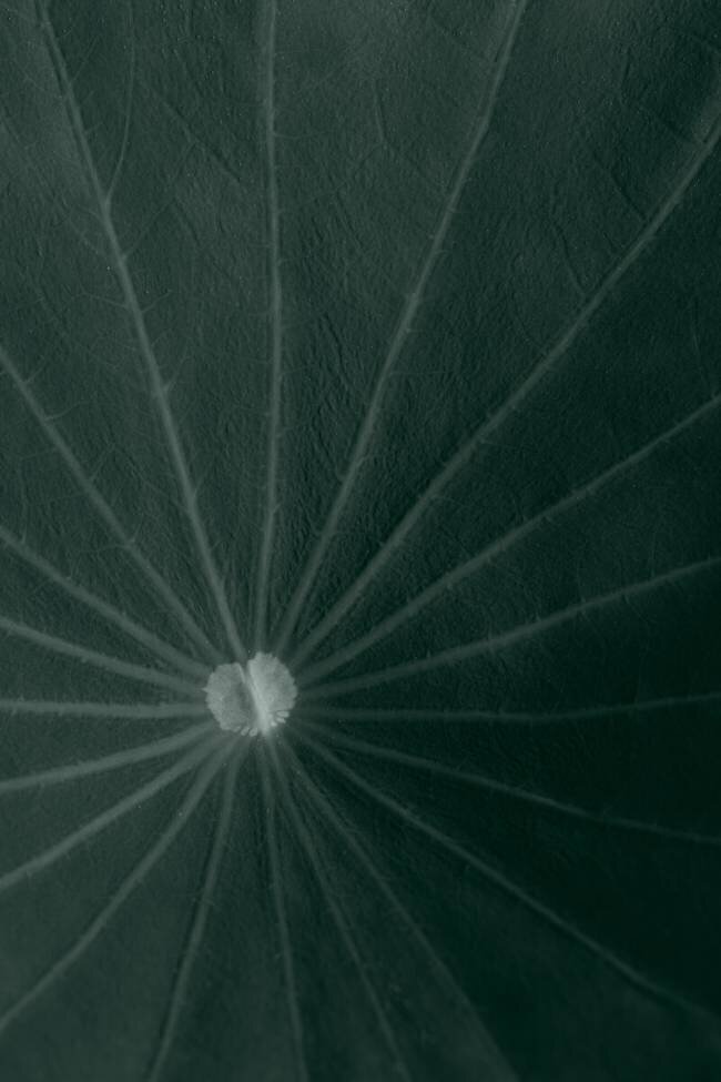 Dark green leaf 1x Studio III