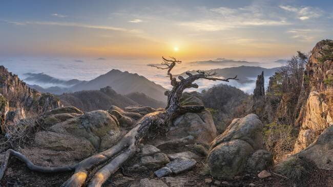 Dead pine Jaeyoun Ryu