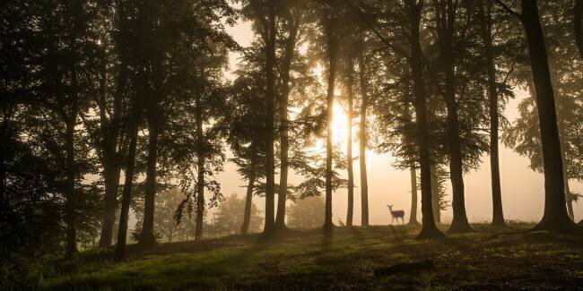 Deer in the morning mist Leif Londal
