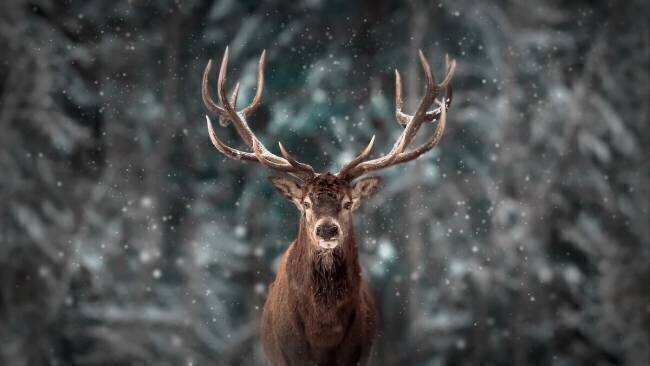 Deer King Kim Lee