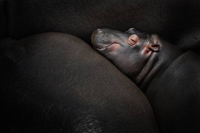 Dreamin' Zdenek Vales