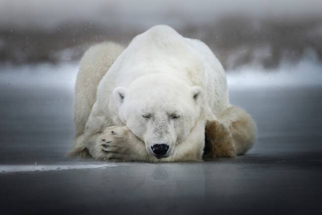 Dreaming alone Alberto Ghizzi Panizza