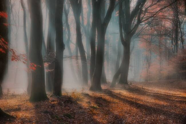 Dreamy forest Piet Haaksma