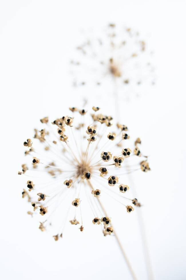 Dried Flower 2 natural 1x Studio III