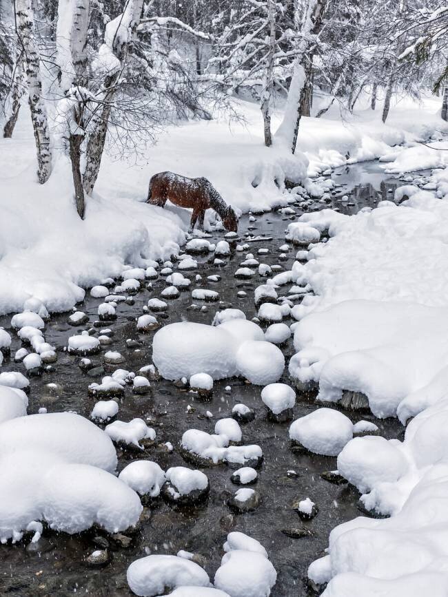 Drinking in snow Hua Zhu
