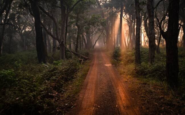 Dudhxwa Sunrise Safari Shobhit Chawla