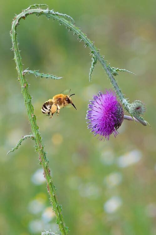 Dusky eucere on thistle Michel Rauch