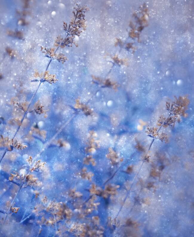 Early Winter Delphine Devos