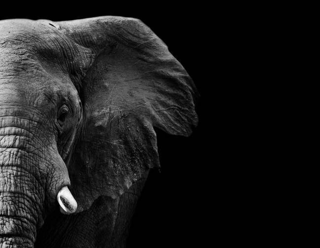 Elephant WildPhotoArt