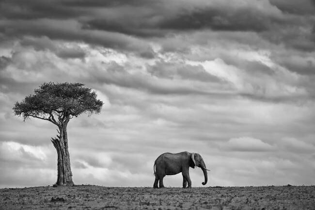 Elephant Landscape Mario Moreno
