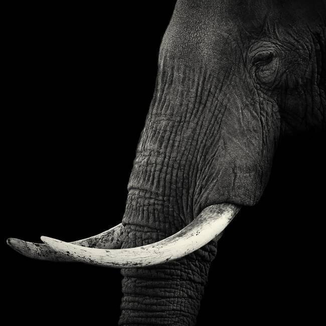 Elephant profile Hannes Bertsch