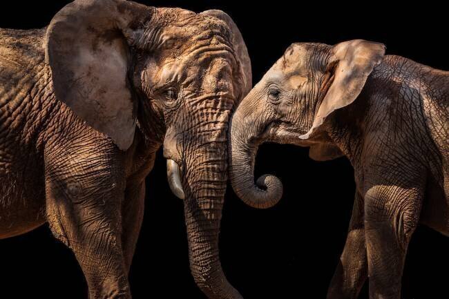 Elephants Vitor Martins