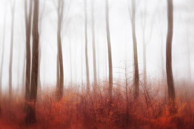 Endless Woods Gustav Davidsson