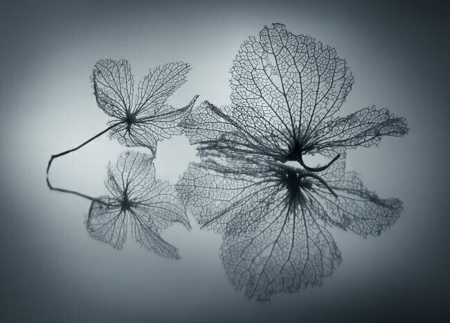 Ephemeral Beauty Shihya Kowatari 