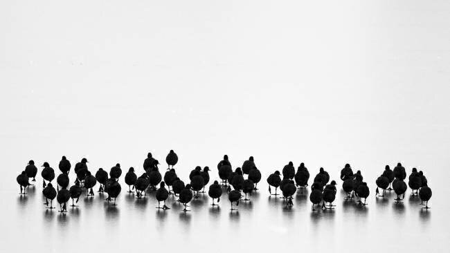 Eurasian coots Yordan Vasilev