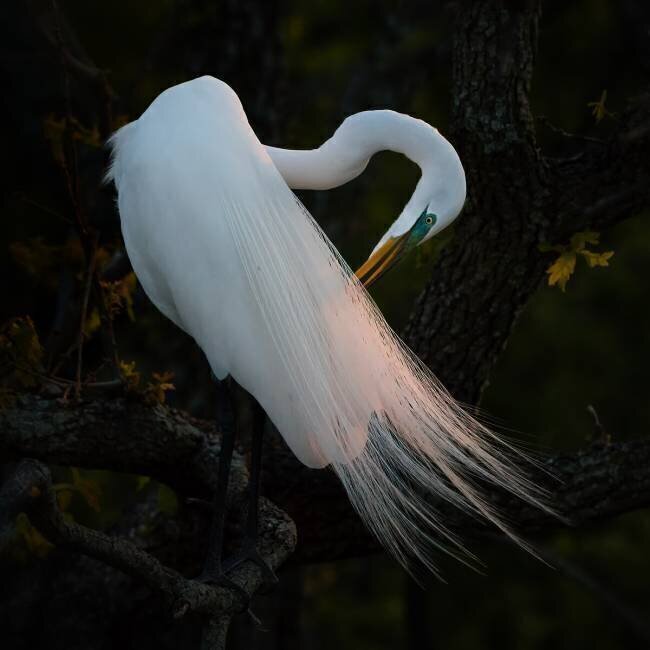 Evening Grooming Alex Li