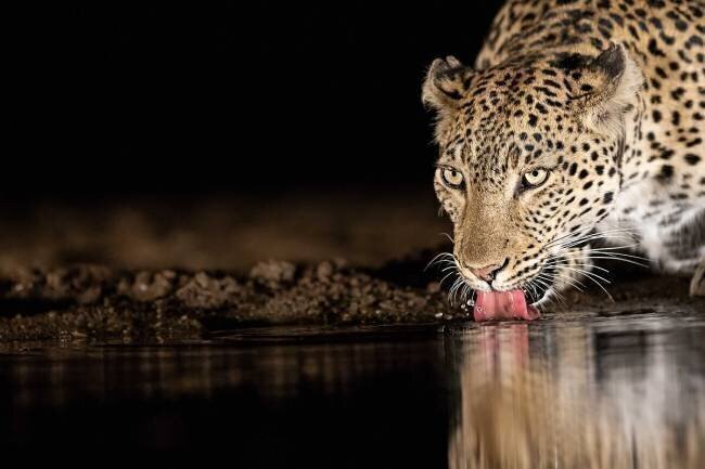 Eye of the tiger Amnon Eichelberg