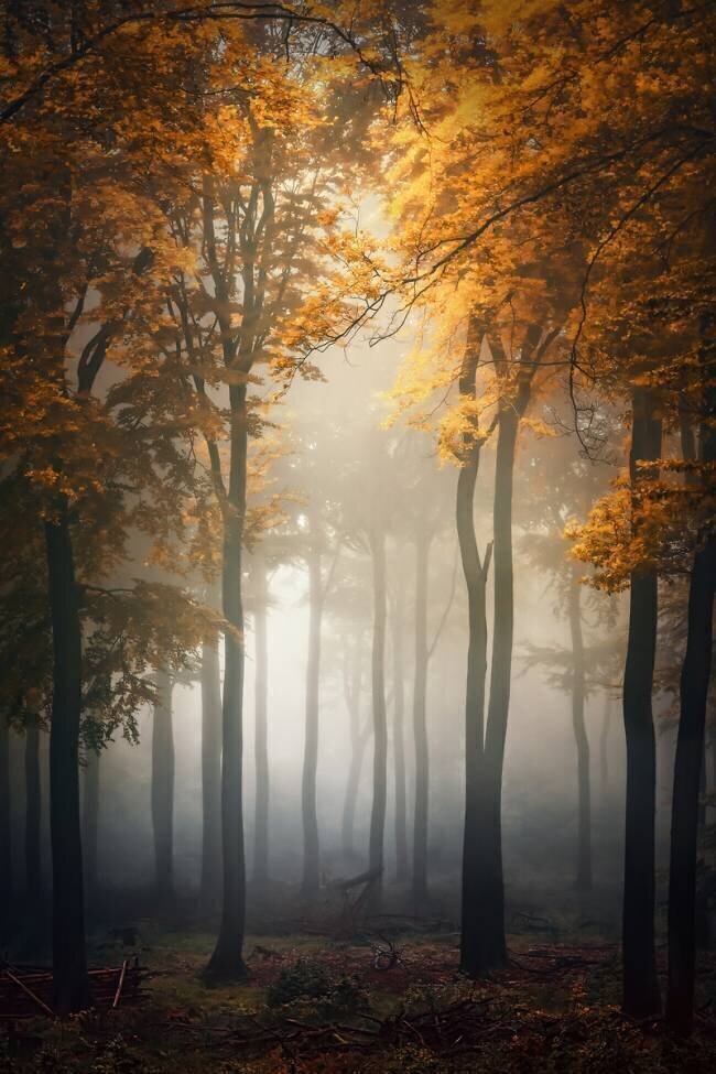 Fall Patrick Aurednik