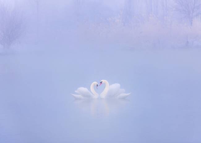 Falling in Love in the morning fog Annie Poreider