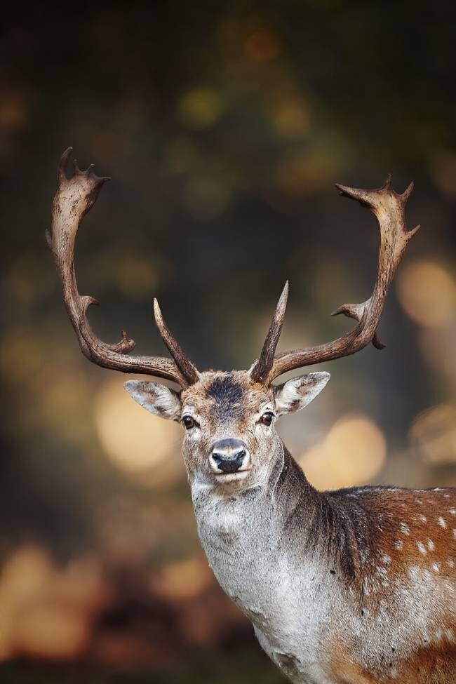 Fallow deer in Sapdra Lunden, Ottenby Magnus Renmyr