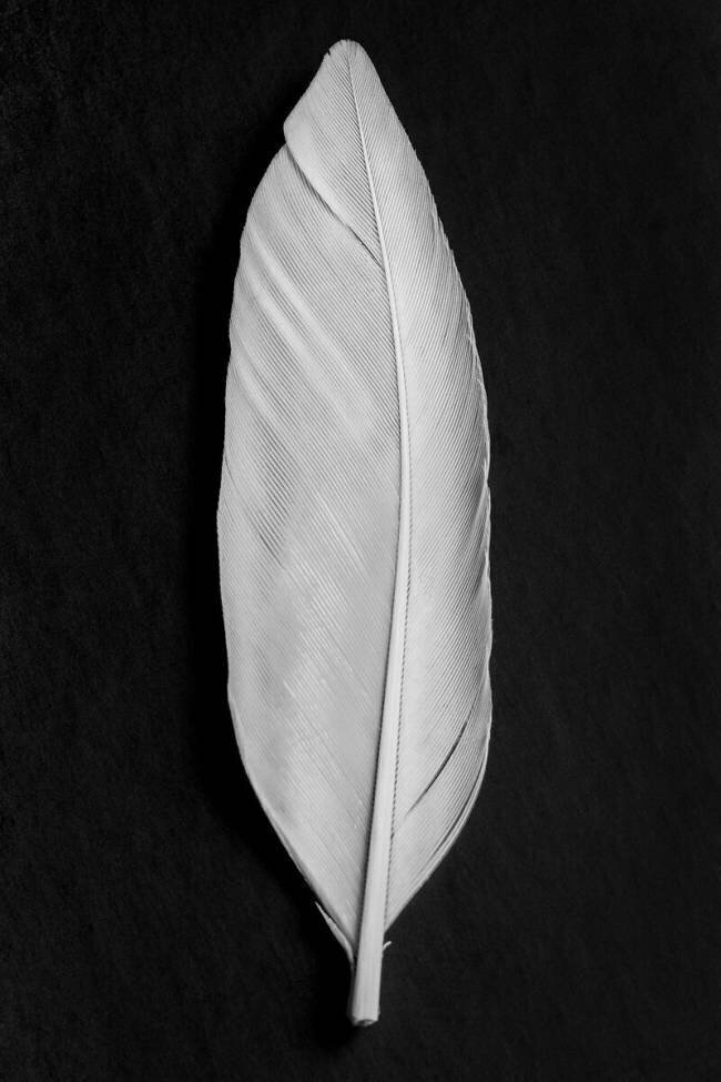 Feather 1x Studio III