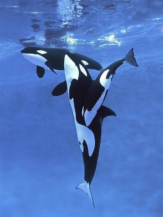 Female orca and her calf Gérard Lacz