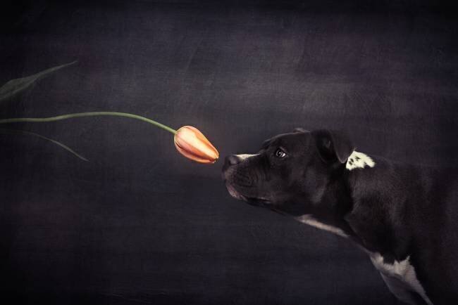 First approach - Hildegard and the tulip Heike Willers