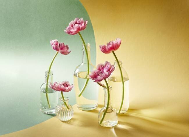 Five tulips Alena Kutnikova