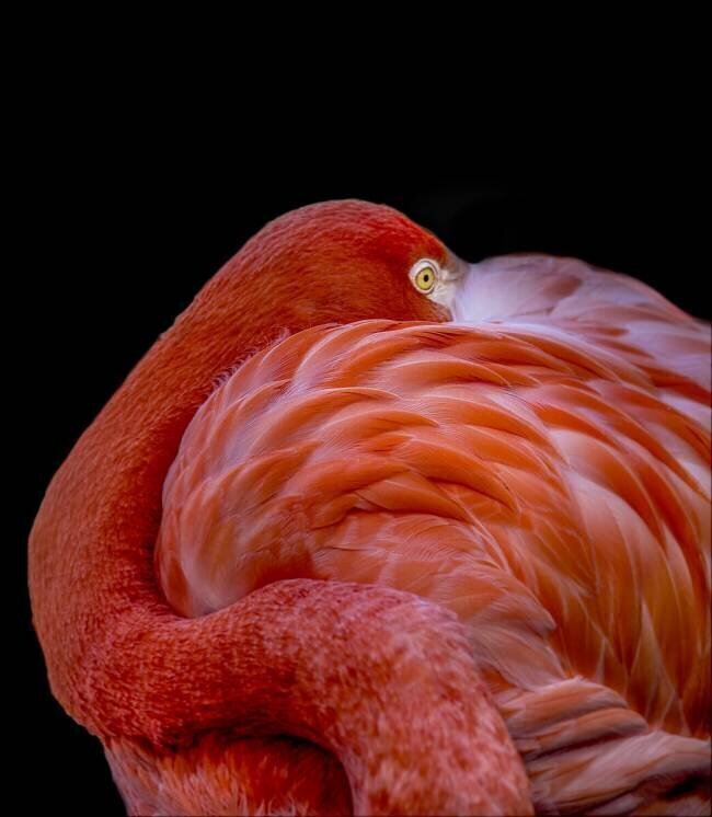 Flamingo Chris Coenders