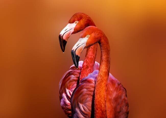 Flamingo Portrait Richard Reames