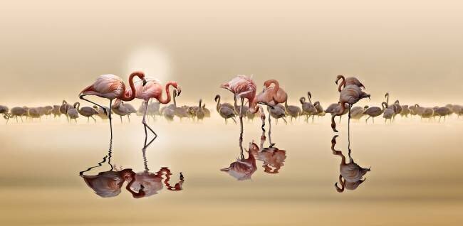 Flamingos Nasser Osman