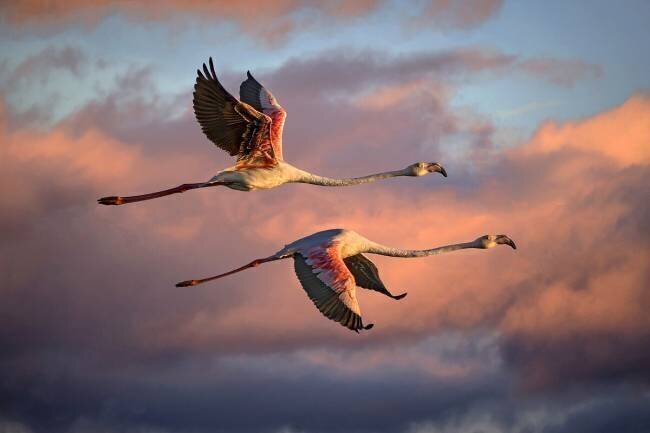Flamingos at sunset Xavier Ortega