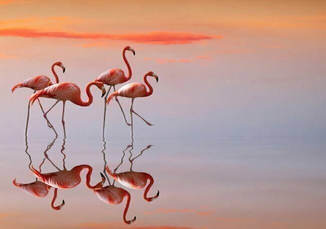 Flamingos family Anna Cseresnjes 