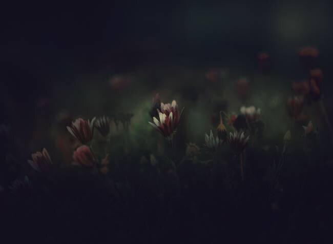 Flores Jose Antonio Sanchez