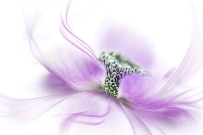 Flow Jacky Parker