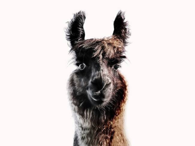 Fluffy Llama Gaze Monika Strigel