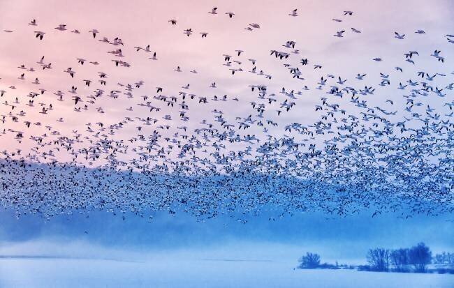 Flying in the fogging morning Rob Li