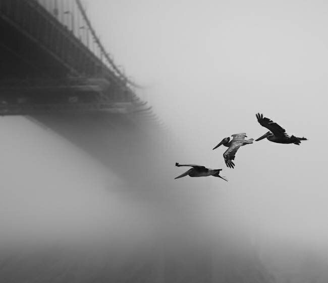 Flying West Robin Wechsler