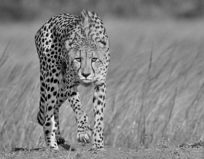 Focused predator Jaco Marx