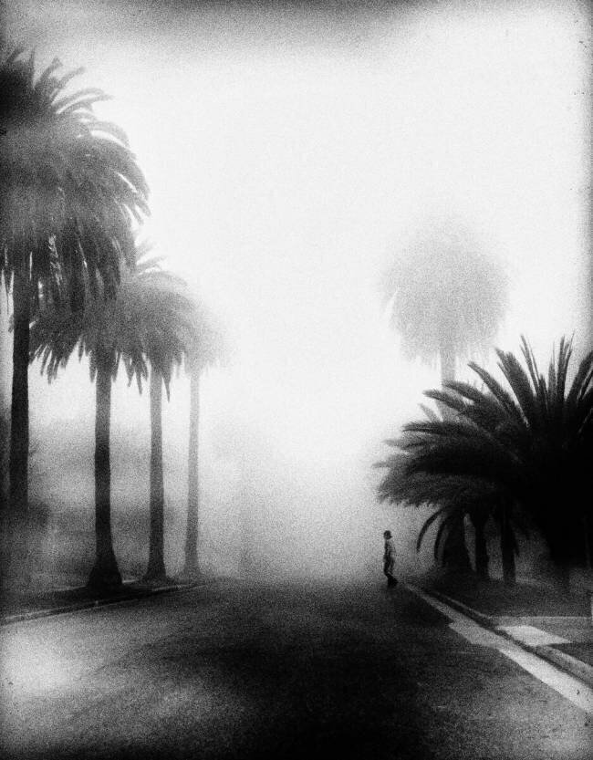 Fog Roxana Labagnara