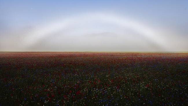 Fogbow Roberto Marchegiani
