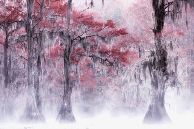 Foggy a Fall Foliage at Caddo Lake Leechee