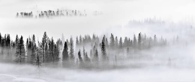 Foggy Forest Mei Zu