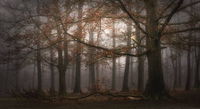 Foggy memory  of the past Saskia Dingemans