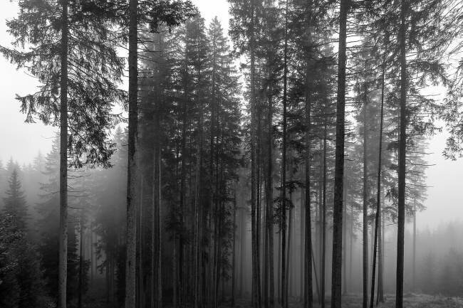 Foggy Morning in the Forest Michael