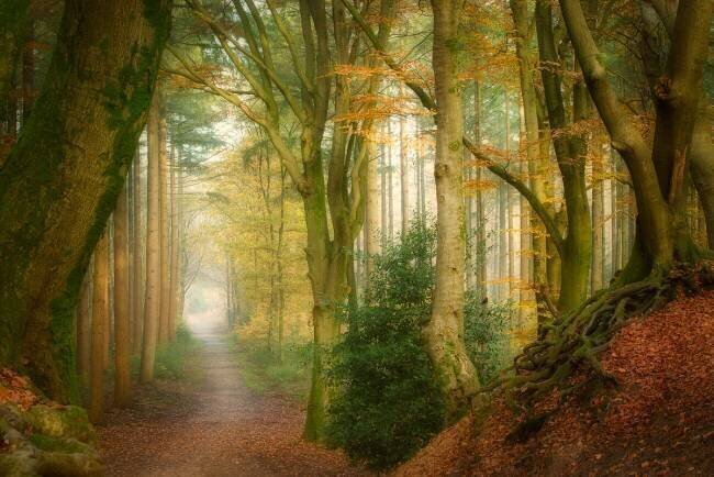 Following Fog Ellen Borggreve