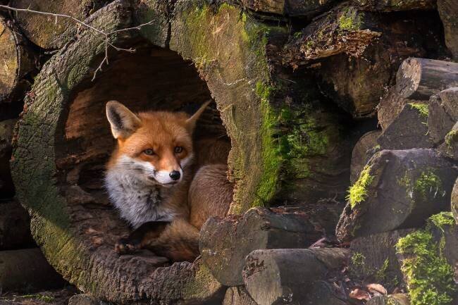 Fox Cees van Ginkel