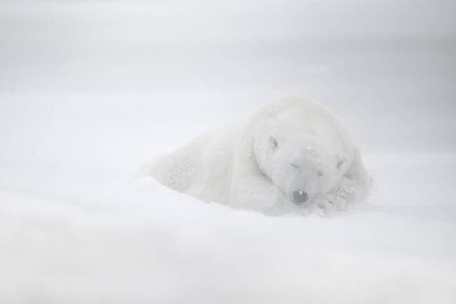 Frozen dreams Marco Pozzi